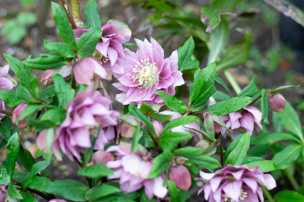 Hellebore double spotted pink in the garden.jpg