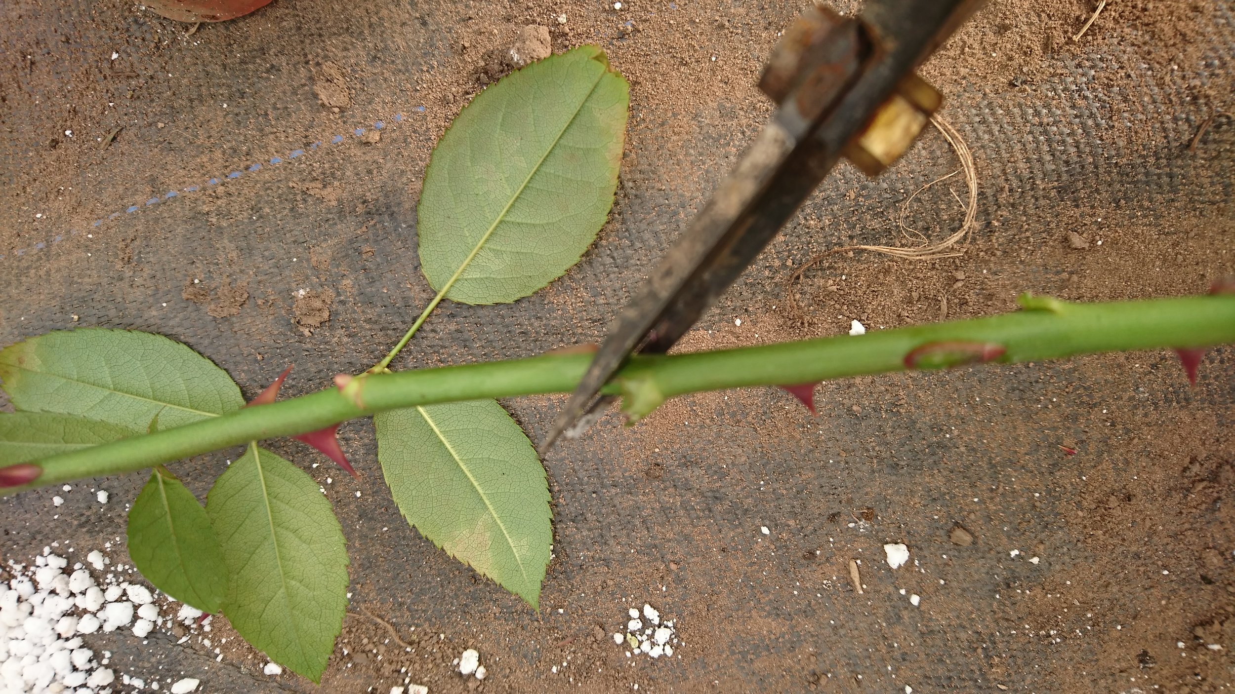 Growing Roses for Cutting — The Business of selling flowers