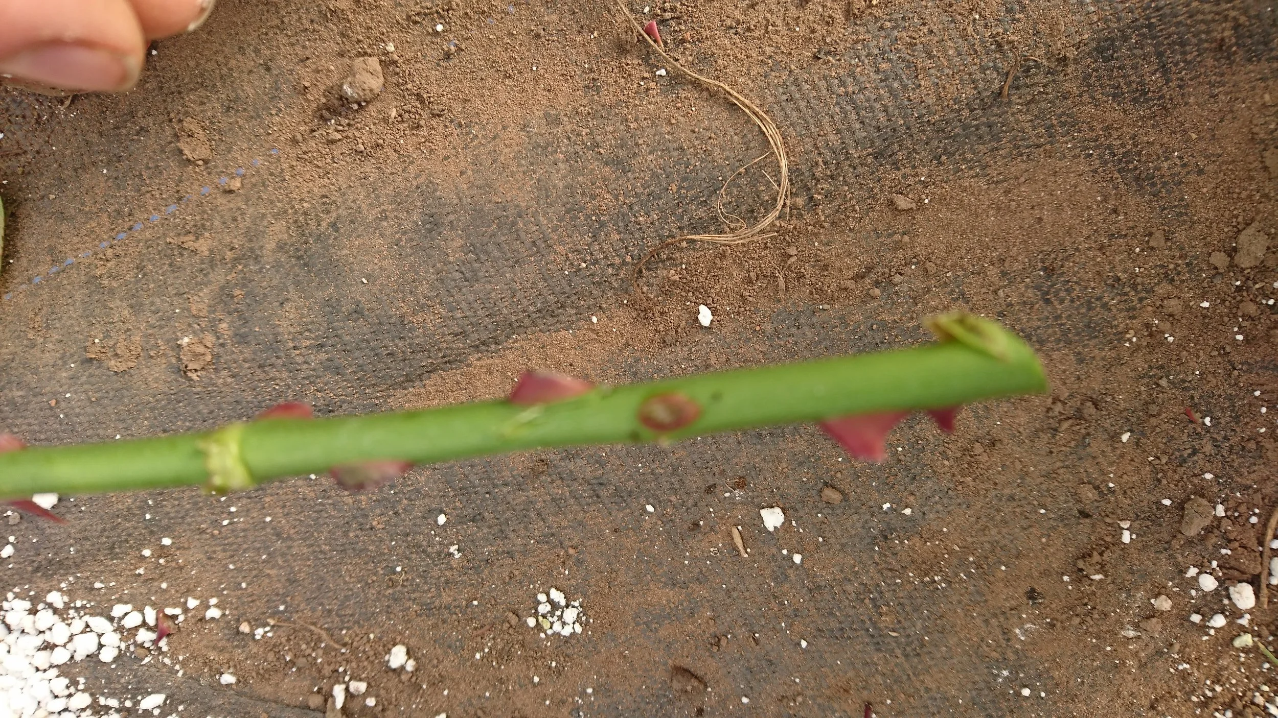 Growing Roses for Cutting — The Business of selling flowers