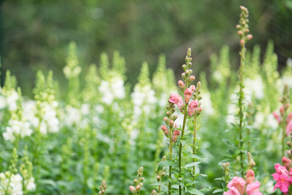 potomac antirrhinum.jpg