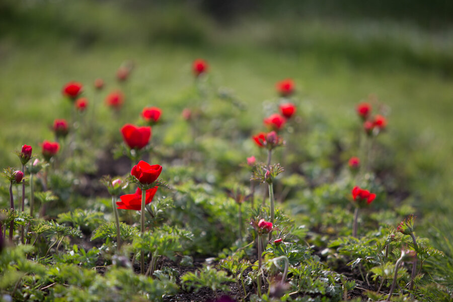 red anemones.jpg