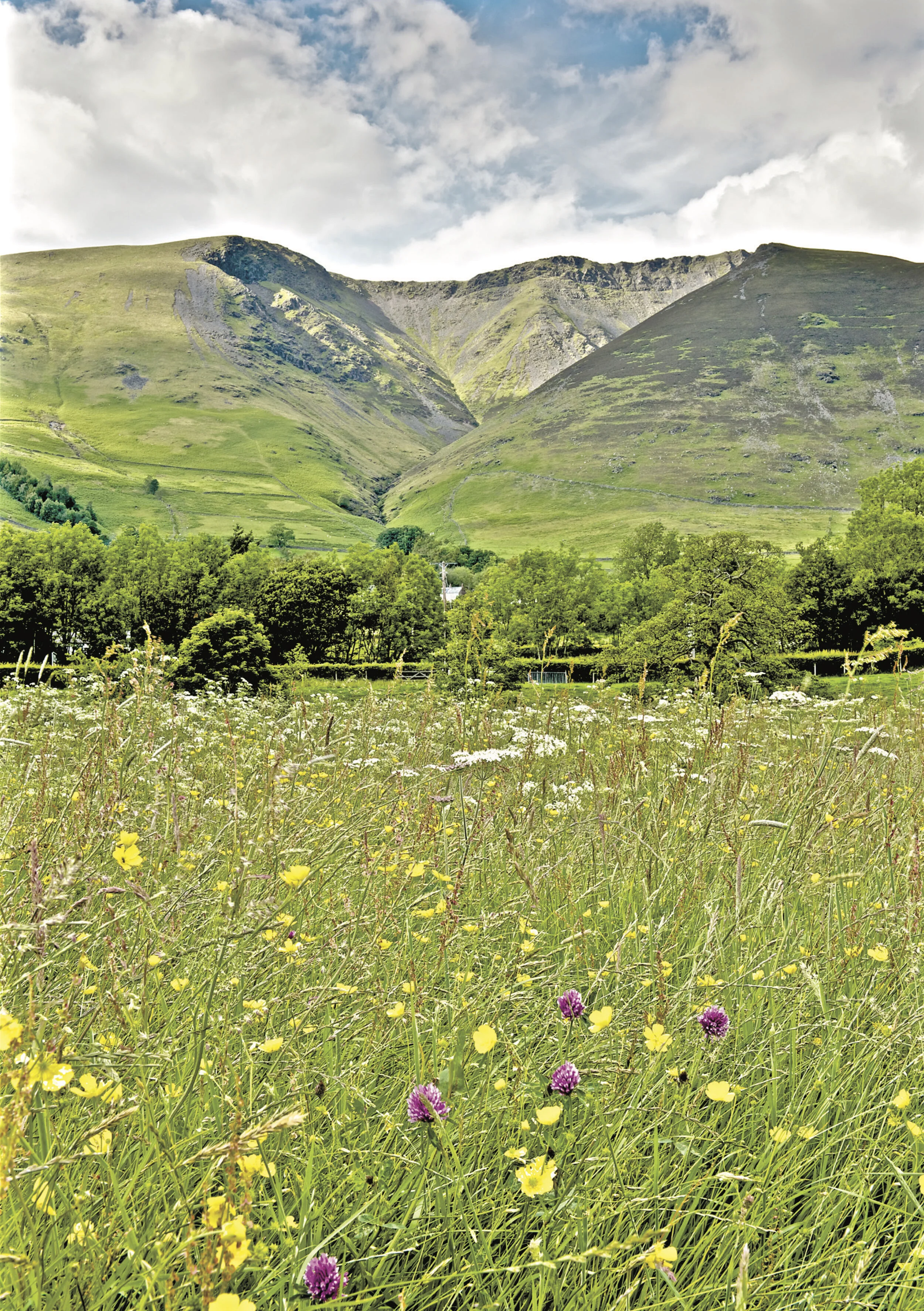 Blencathra from a summer meadow, Threlkeld