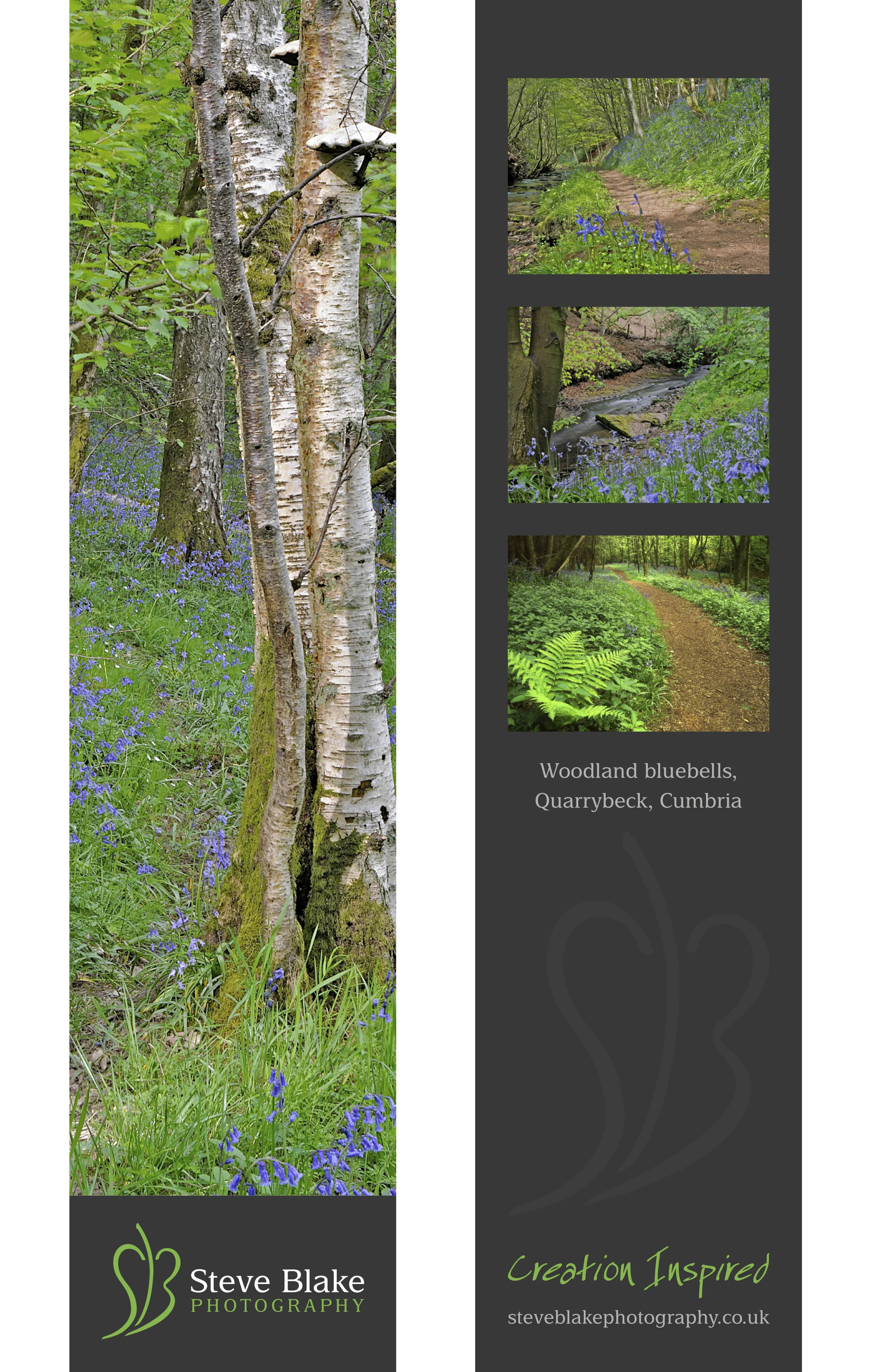 quarrybeck-bluebells-brampton-cumbria.jpg