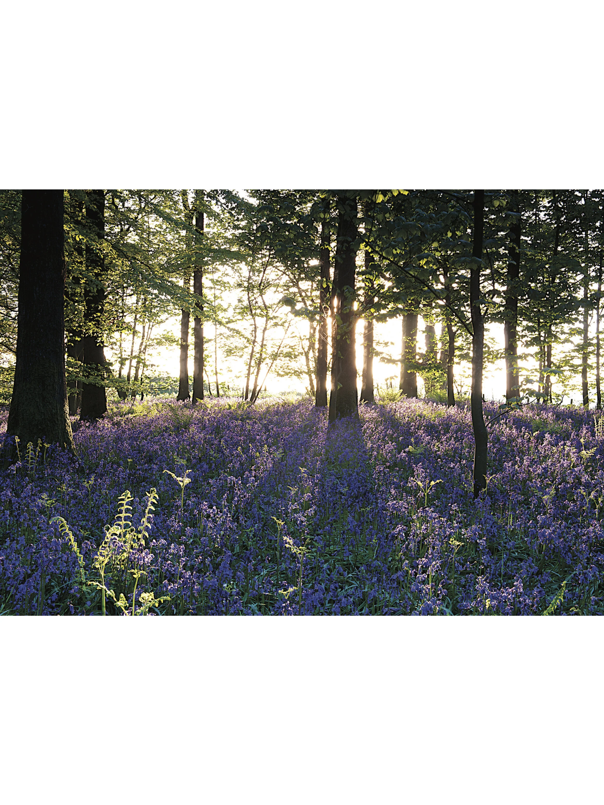 Bluebell Woodland Sunrise