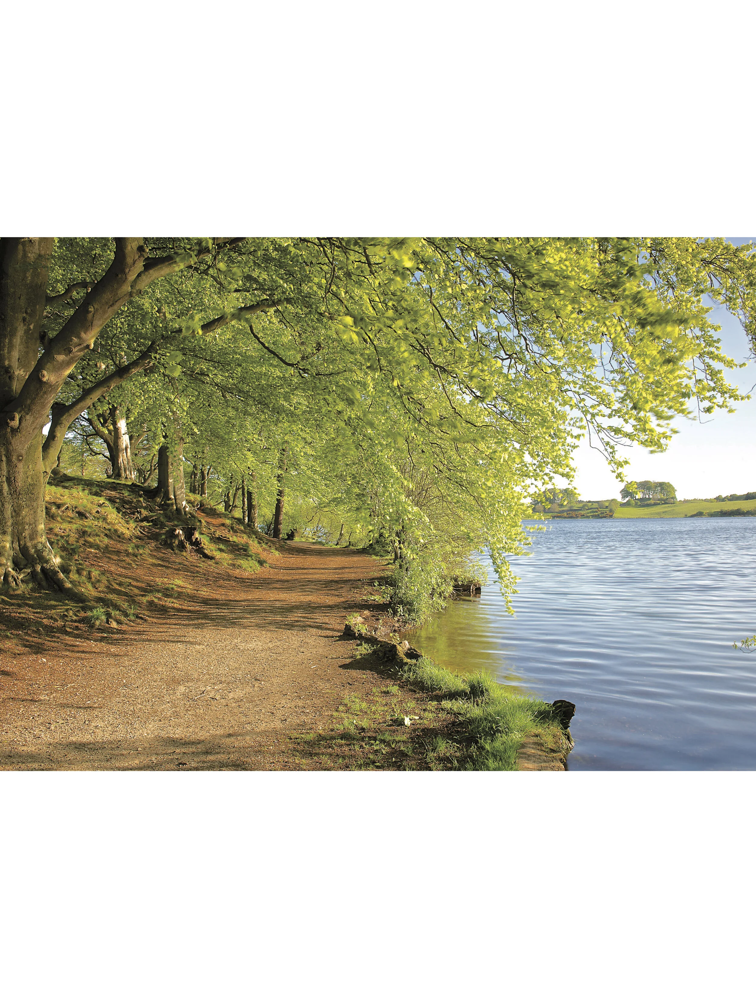 Footpath under beech trees, Talkin Tarn