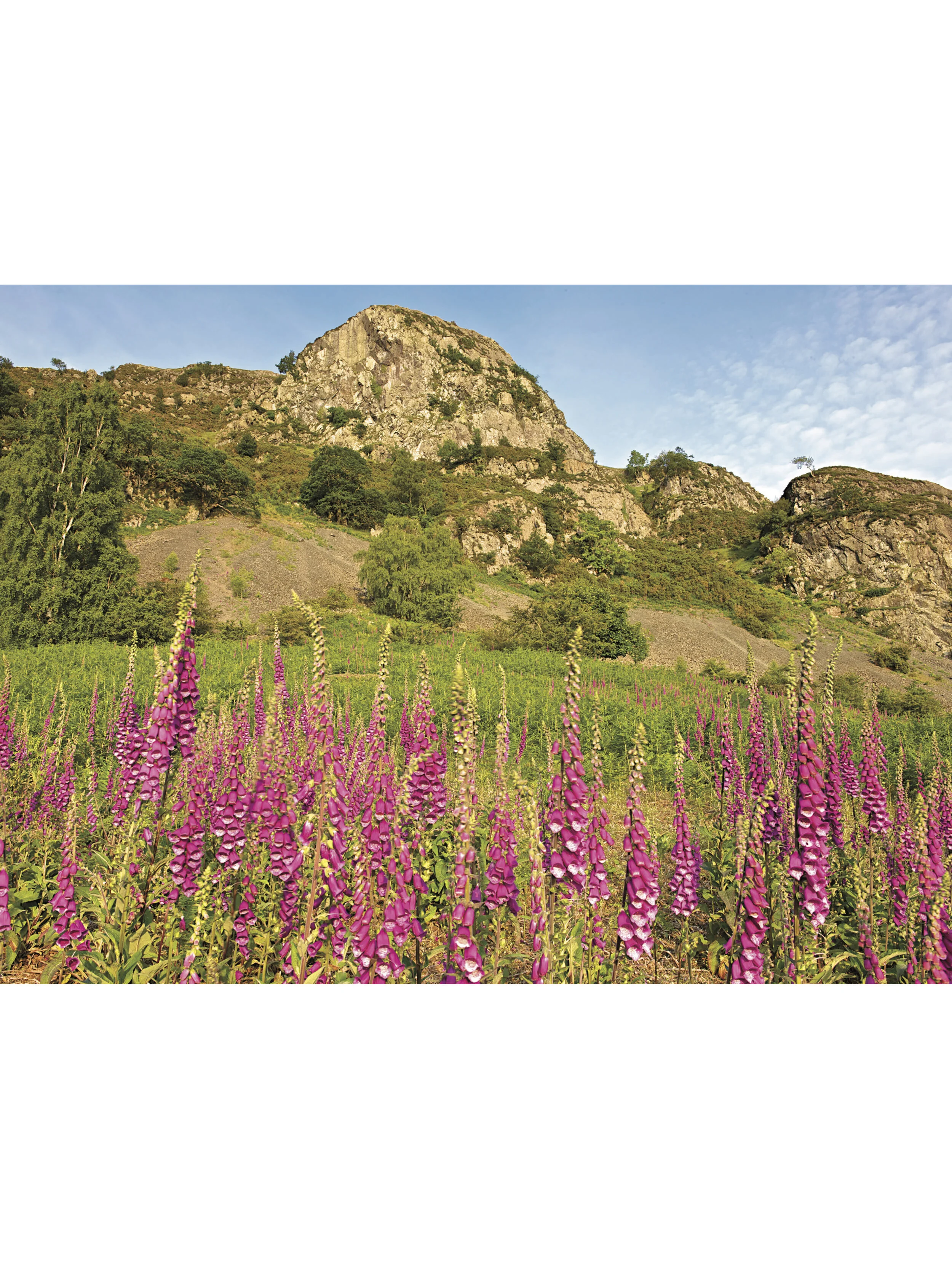 Foxgloves and Falcon Crag