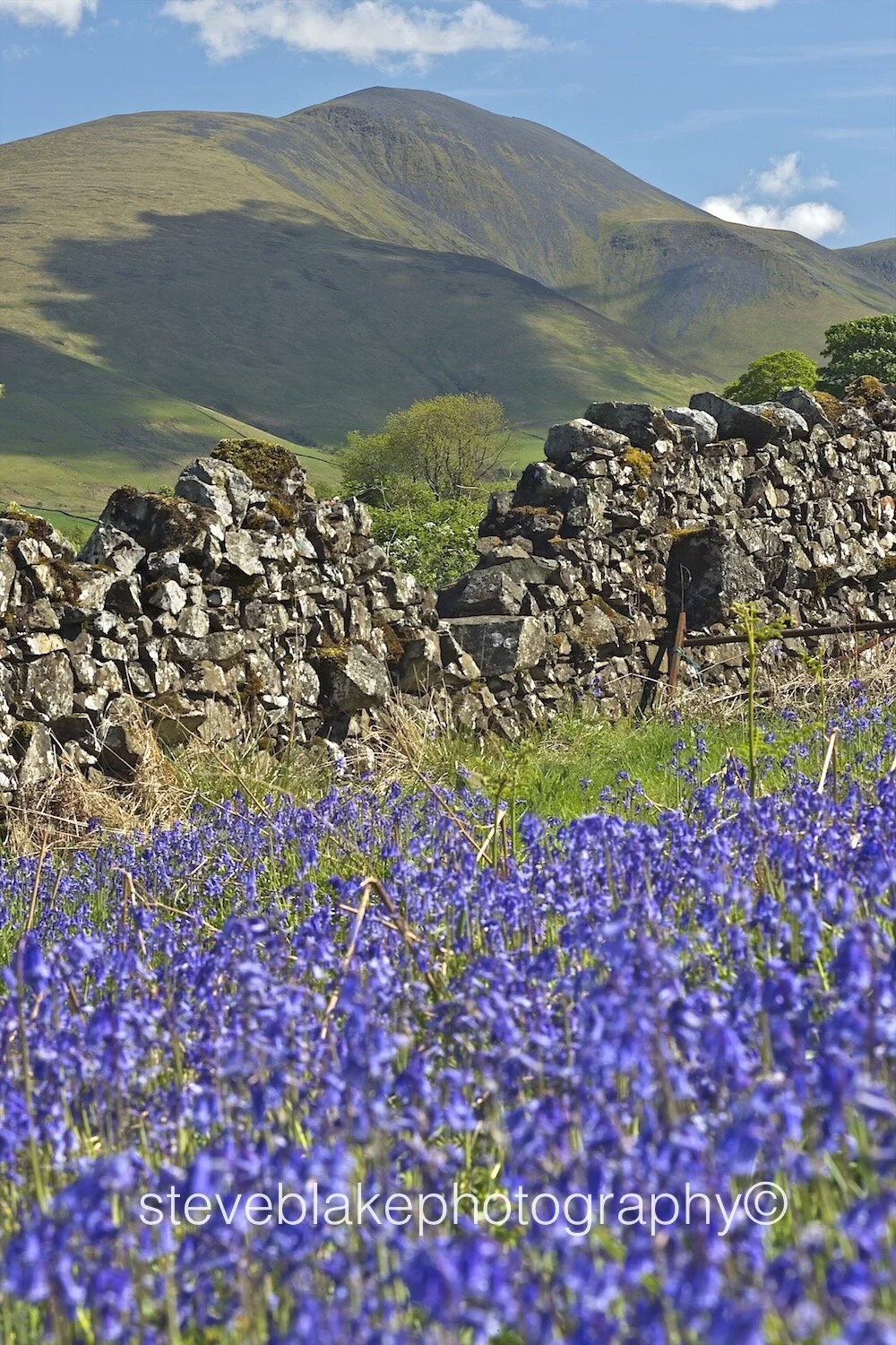 Skiddaw - with Uldale bluebells