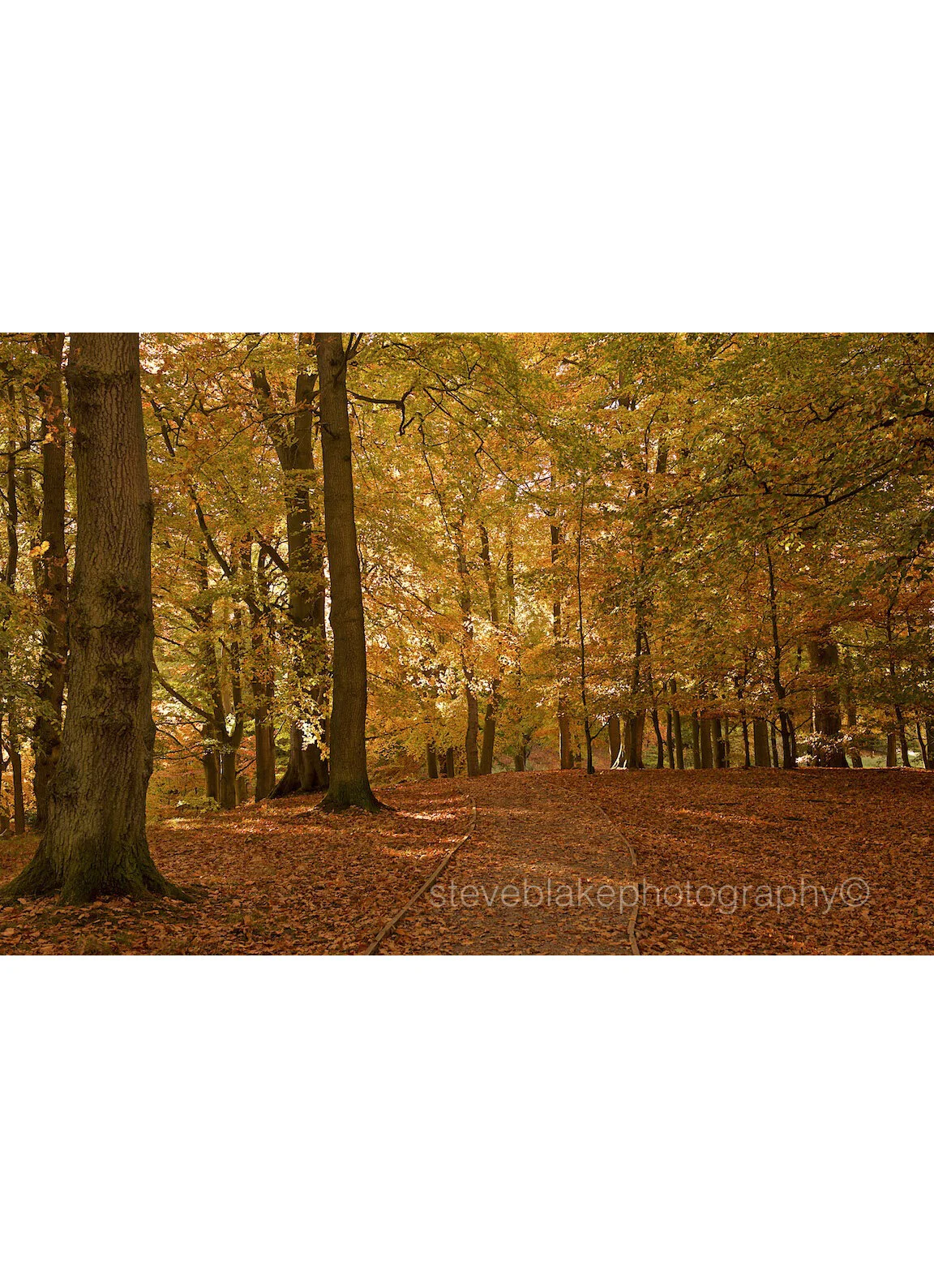 Autumn gold, Talkin Tarn, Brampton