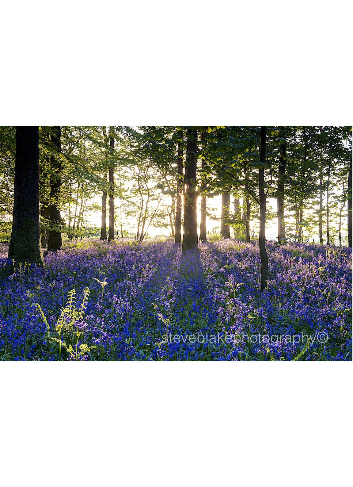 Bluebell woodland sunrise