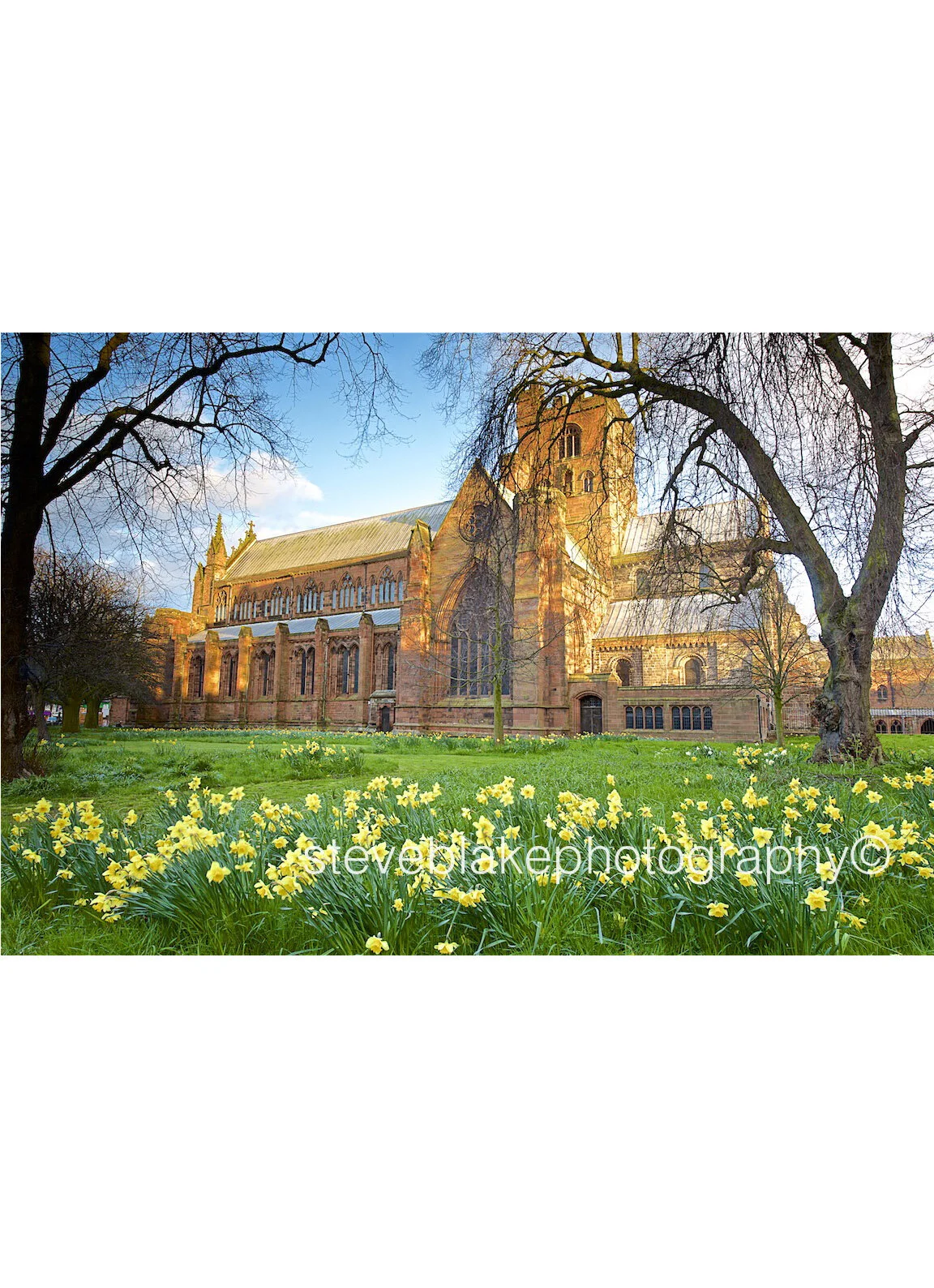Carlisle Cathedral with Spring daffodils