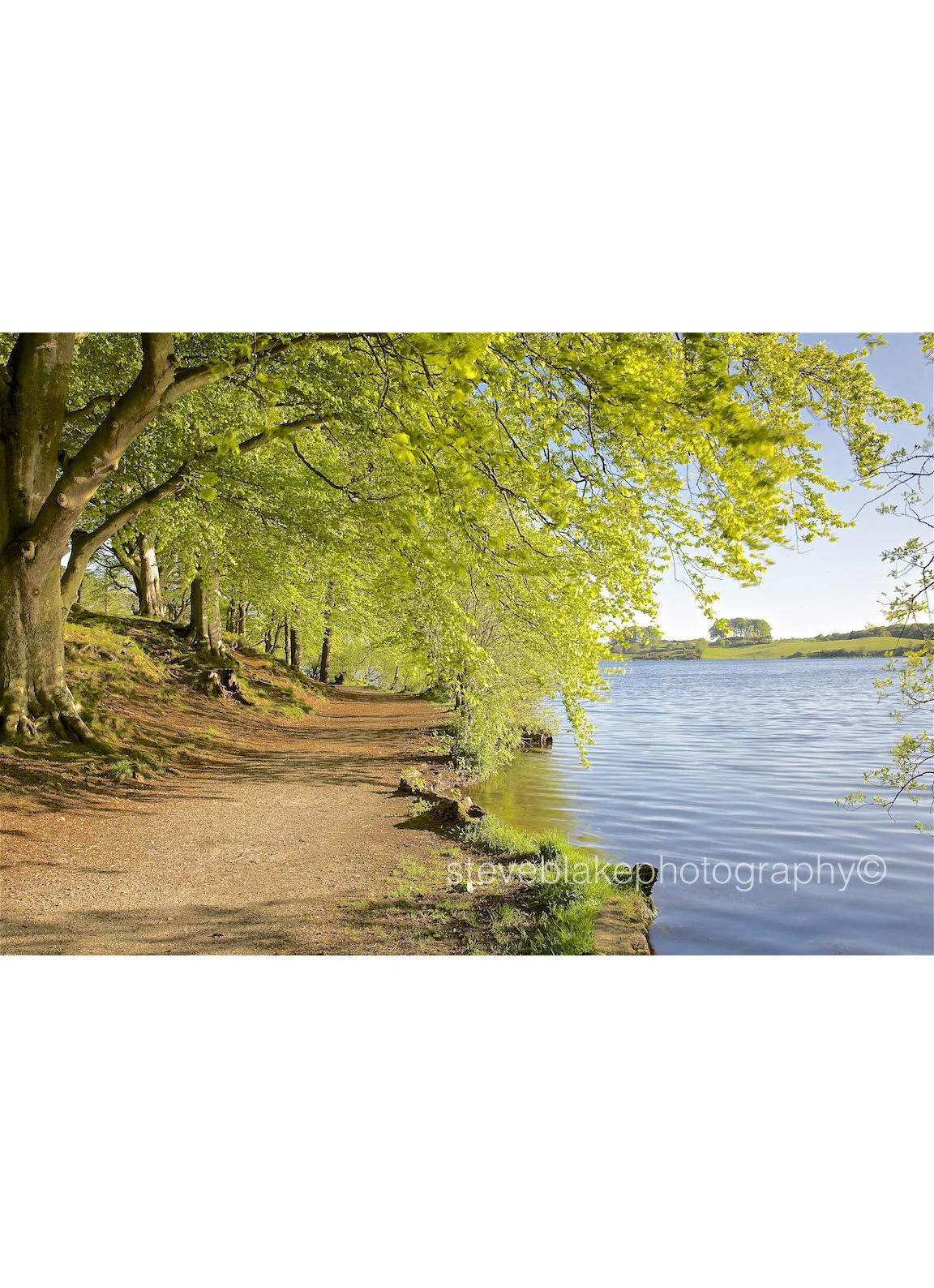 Footpath under spring beech trees, Talkin Tarn, Brampton.