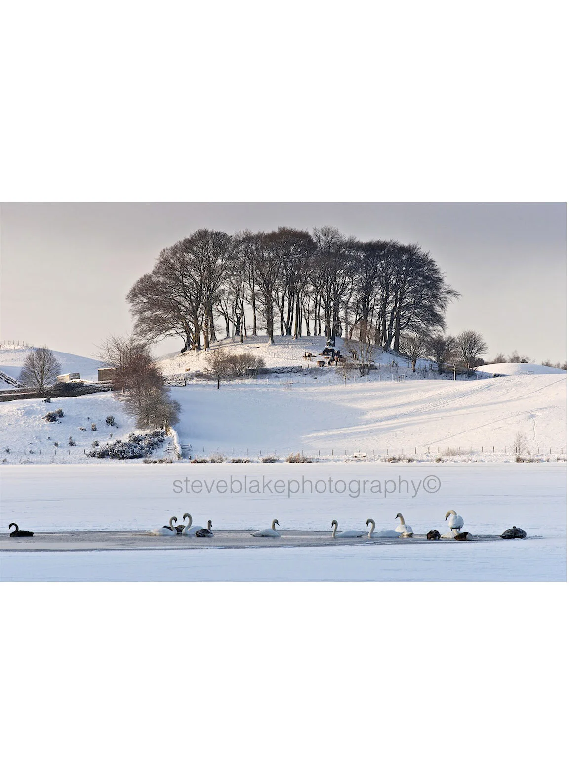 Hard winter - Talkin Tarn, Brampton