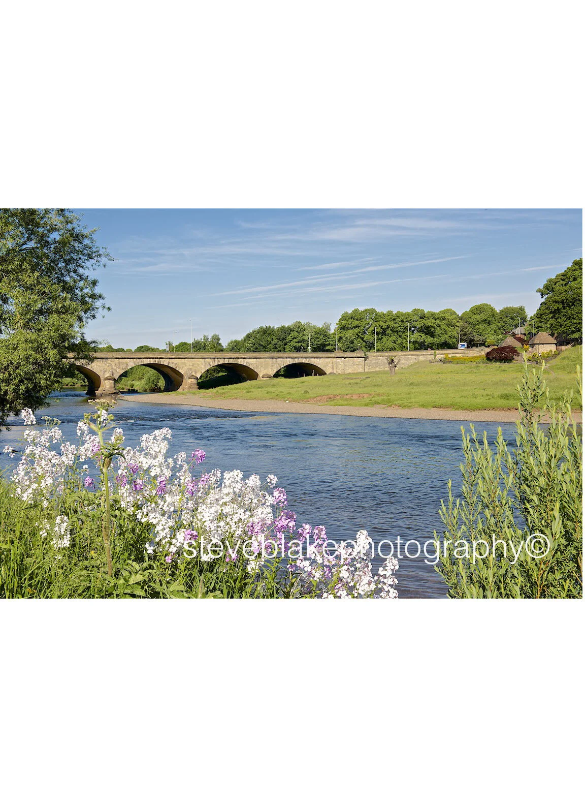 Himalayan Balsam and the Eden Bridge, Carlisle.