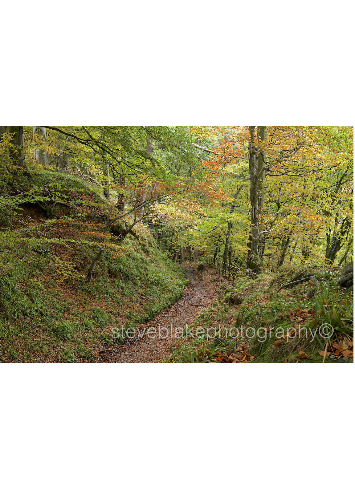 Into the woods, Gelt Woods, Brampton.