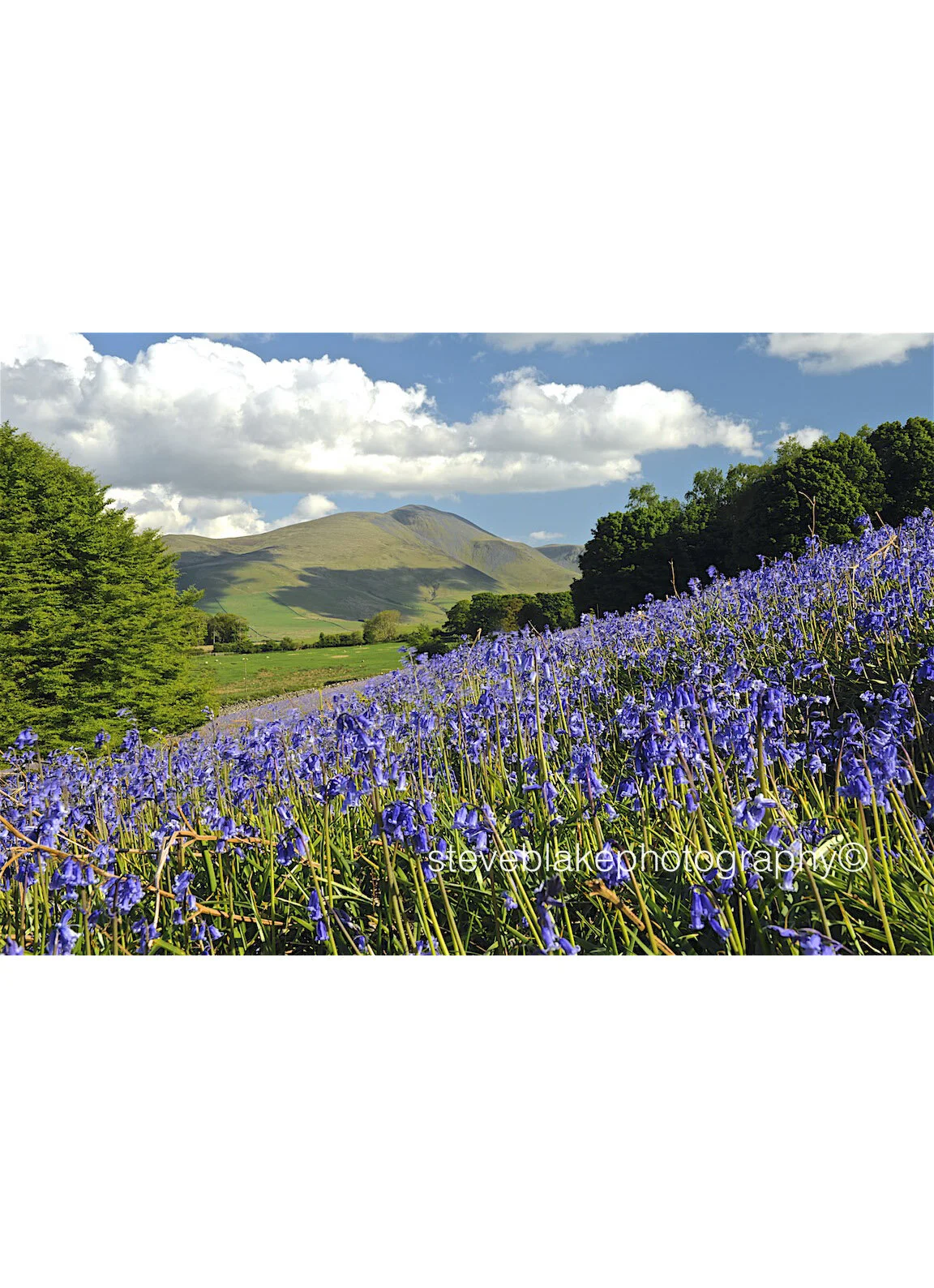 Skiddaw and Ullock Pike - with Uldale bluebells