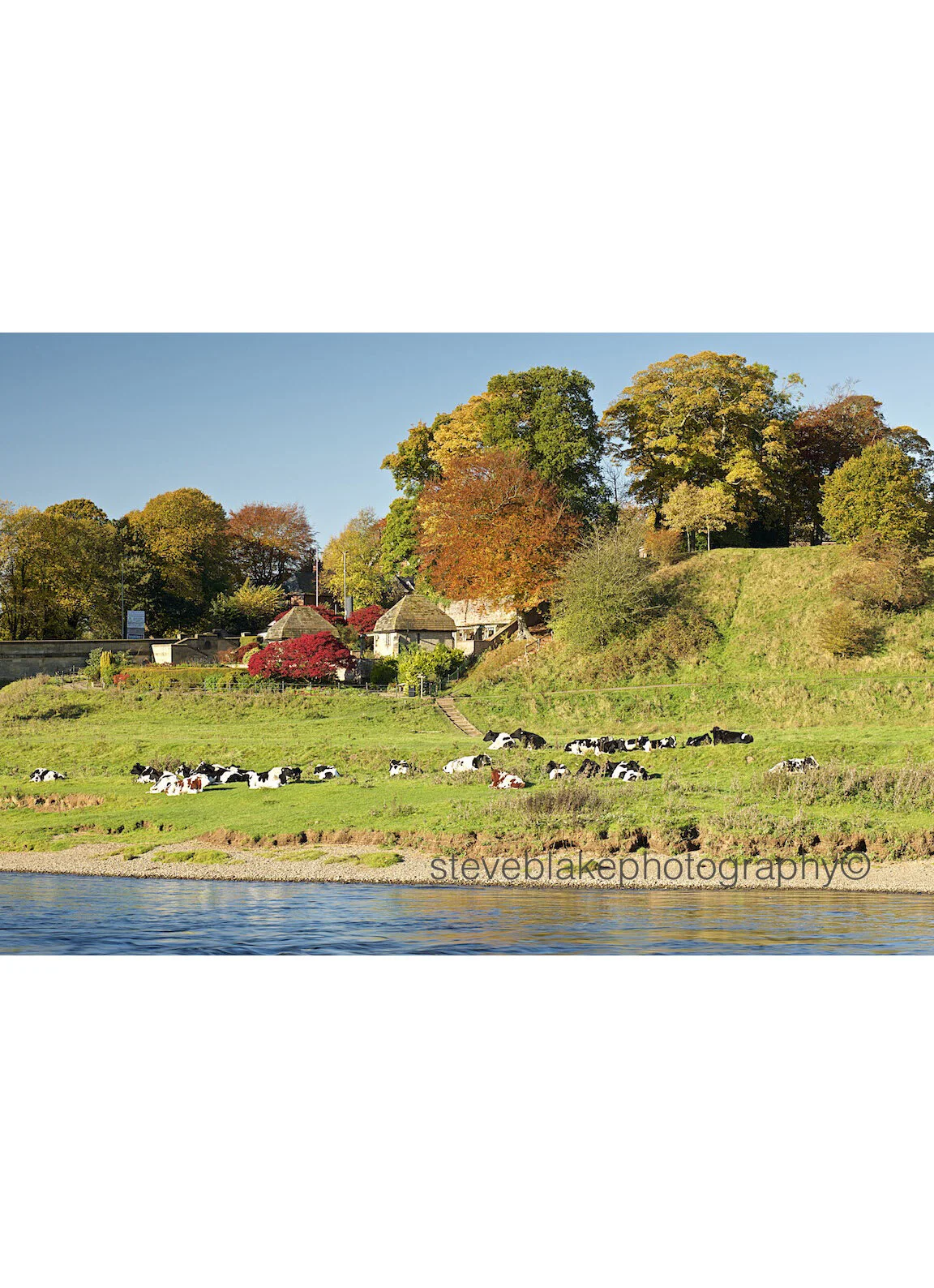 Eden Bridge Gardens and cattle, Carlisle