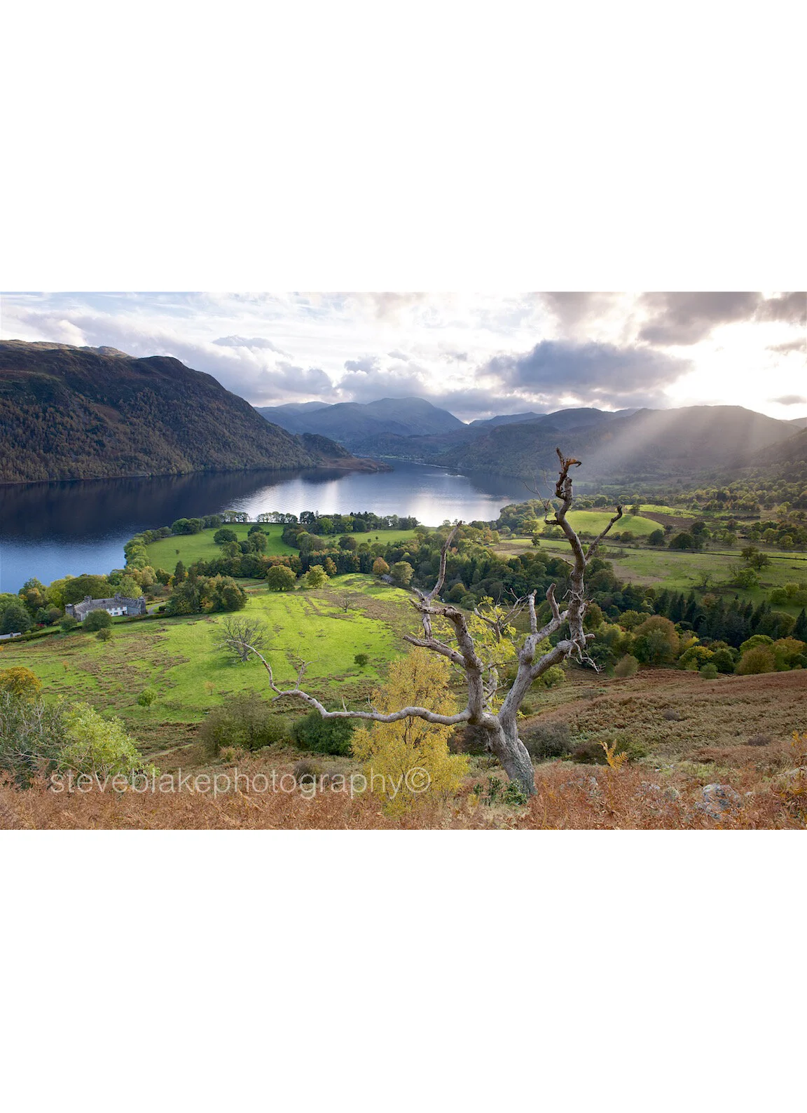 Dead tree above Ullswater