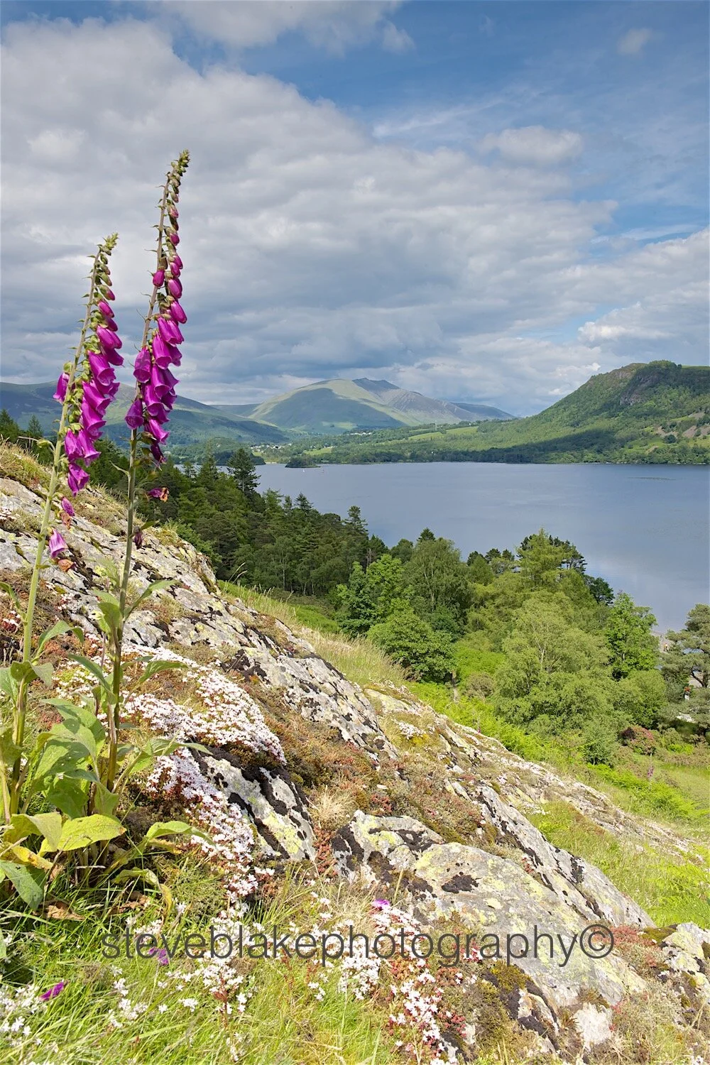 Foxgloves above Derwent Water