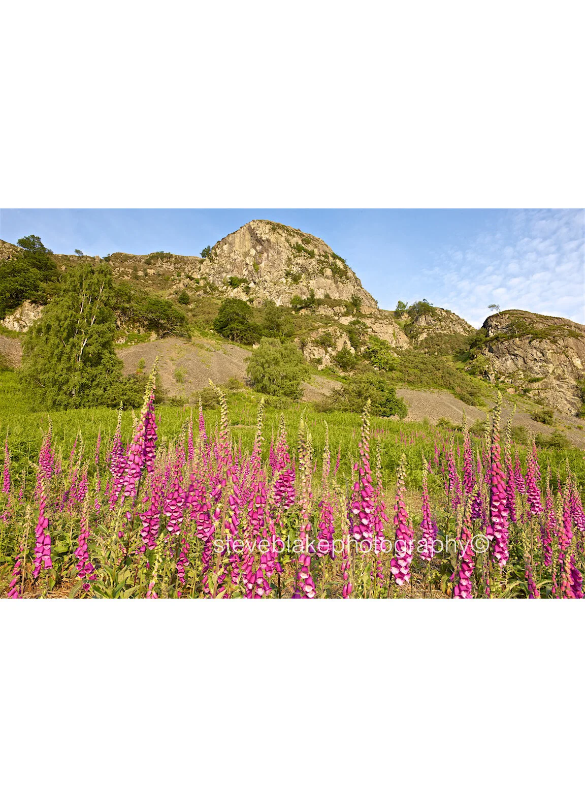 Foxgloves and Falcon Crag, Borrowdale.jpg