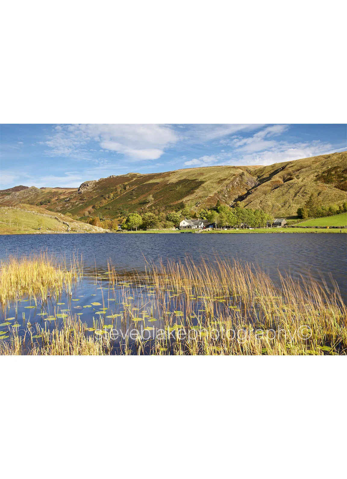 Lilly pads, Watendlath..jpg