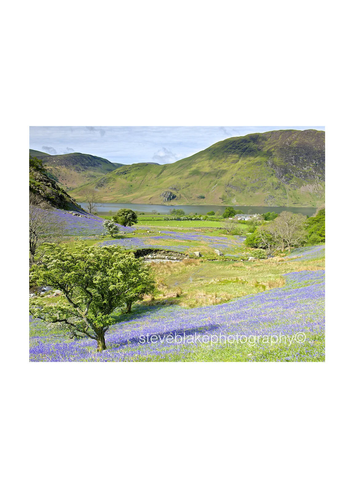 Rannerdale bluebells and Crummock Water.jpg