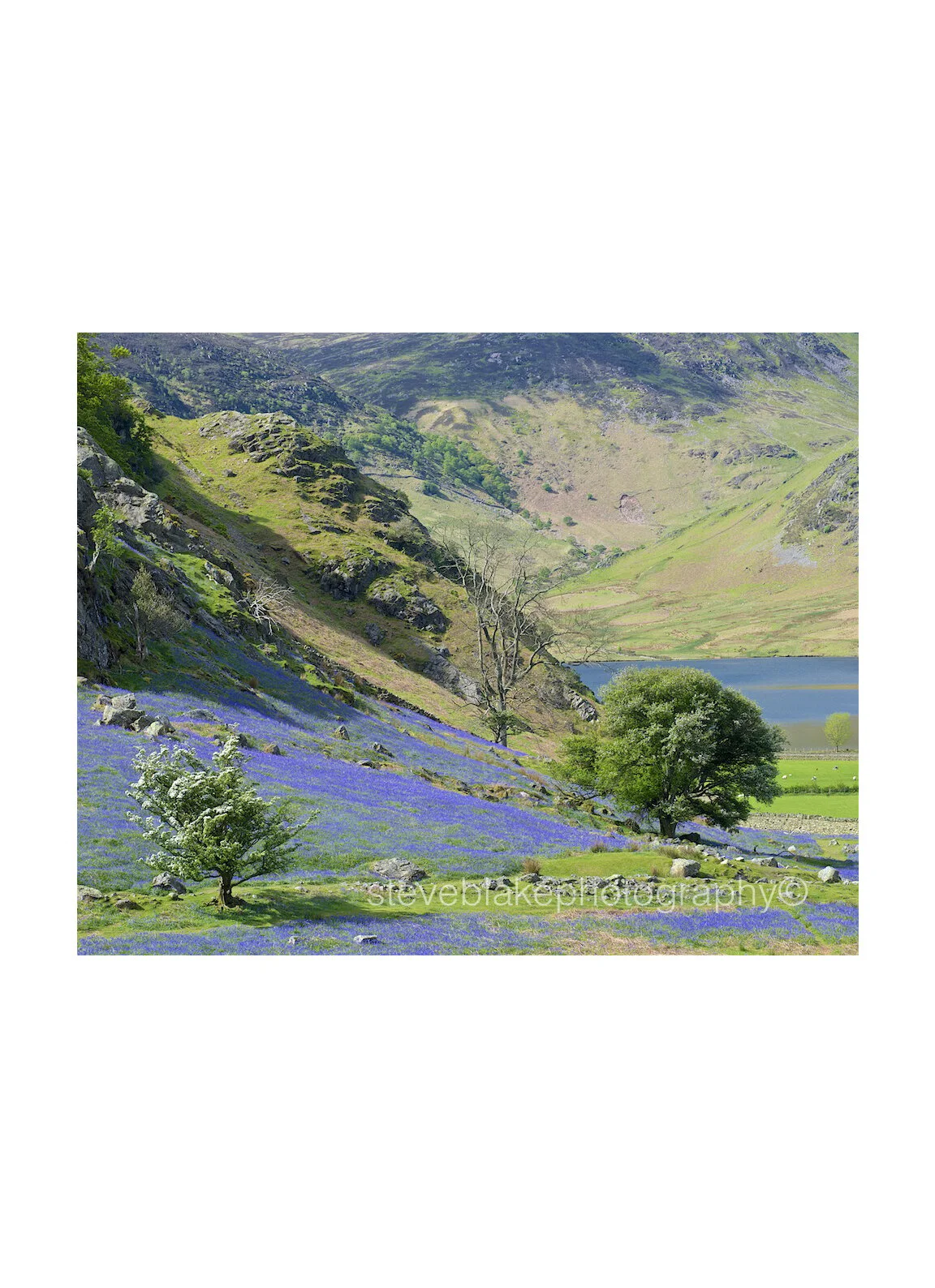Rannerdale bluebells and spring blossom..jpg