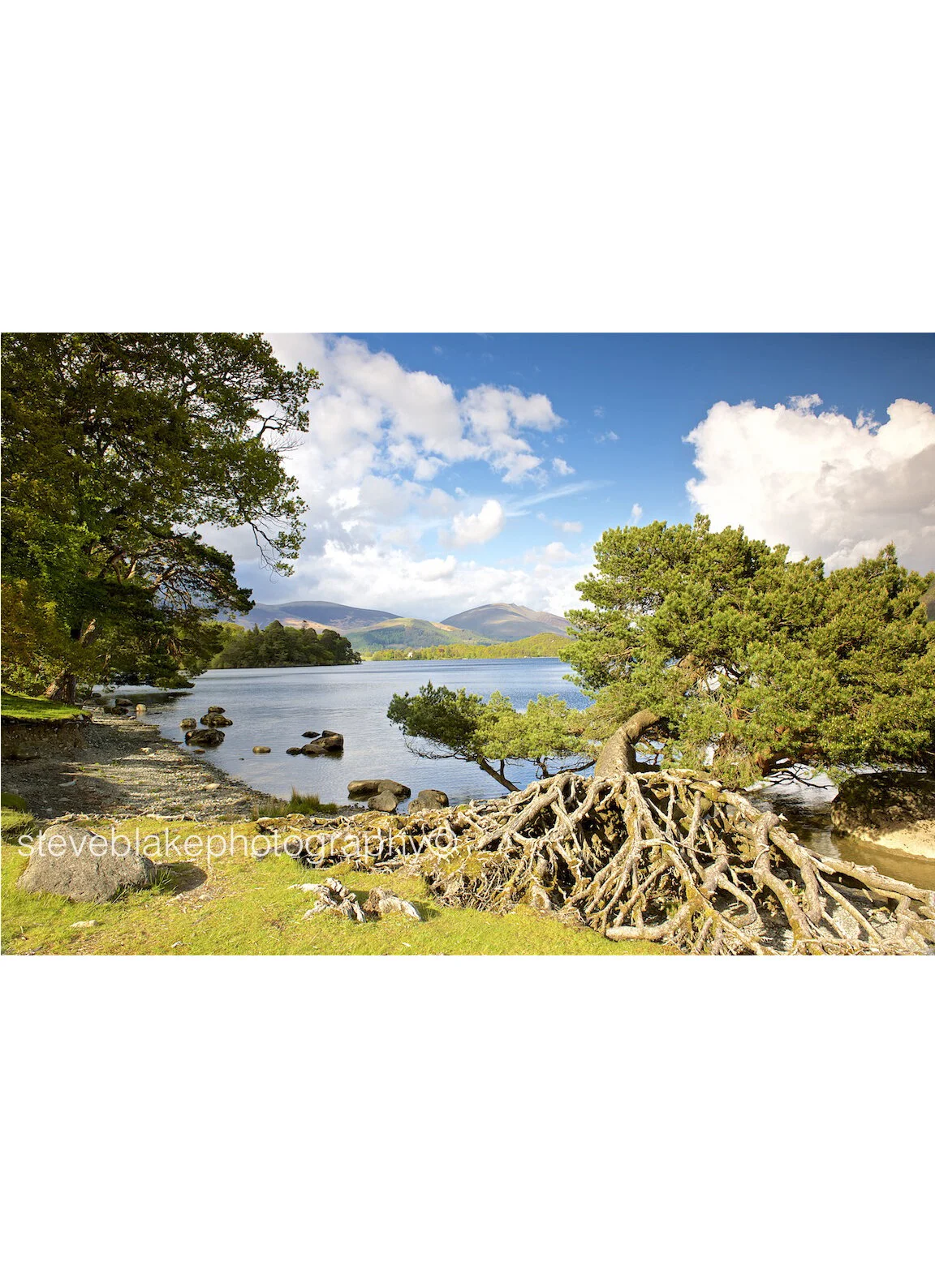 Roots, Otterbield Bay, Derwent Water..jpg