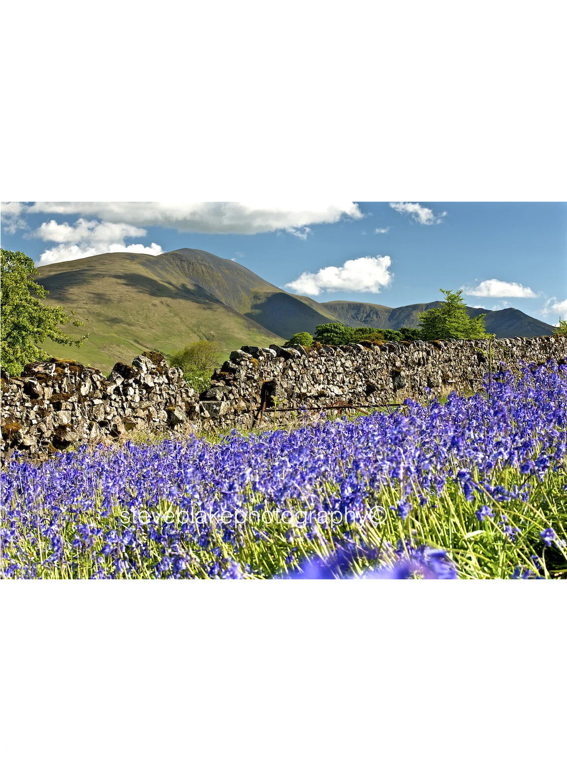 Uldale bluebells - with Skiddaw and Ullock Pike beyond.jpg
