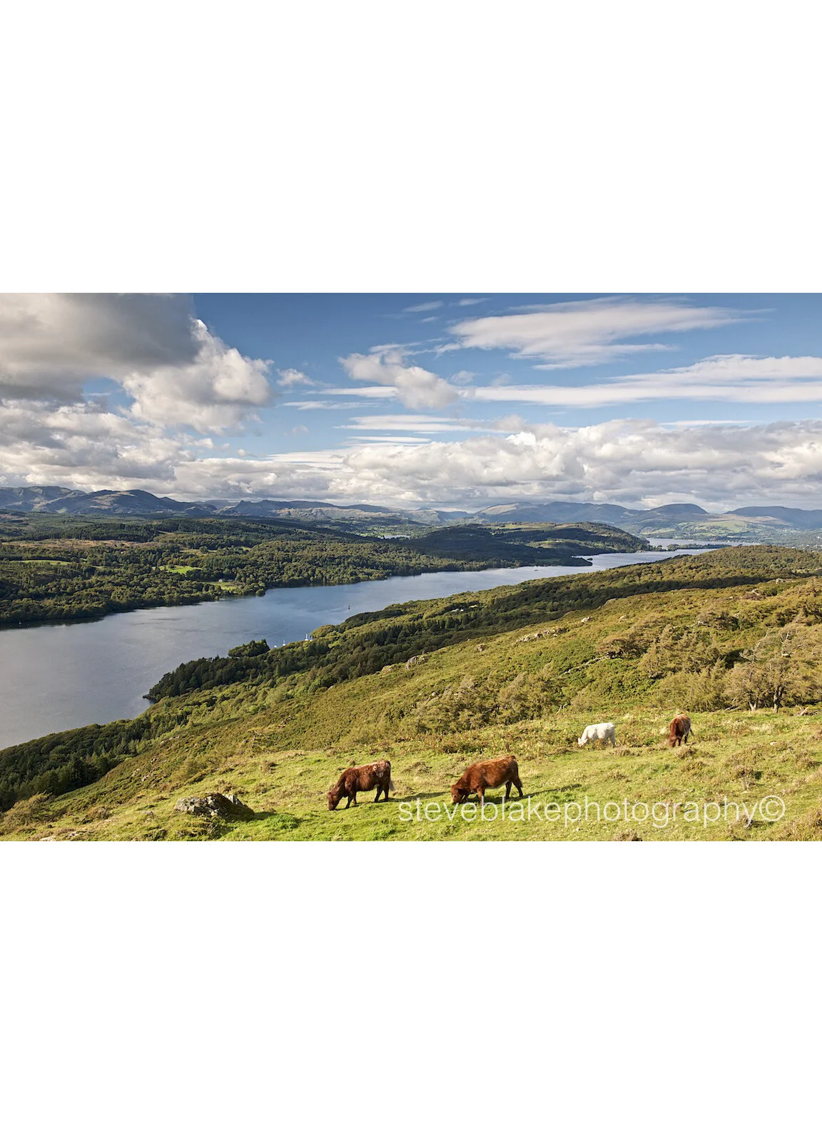 Windermere and cattle from Gummers How.jpg