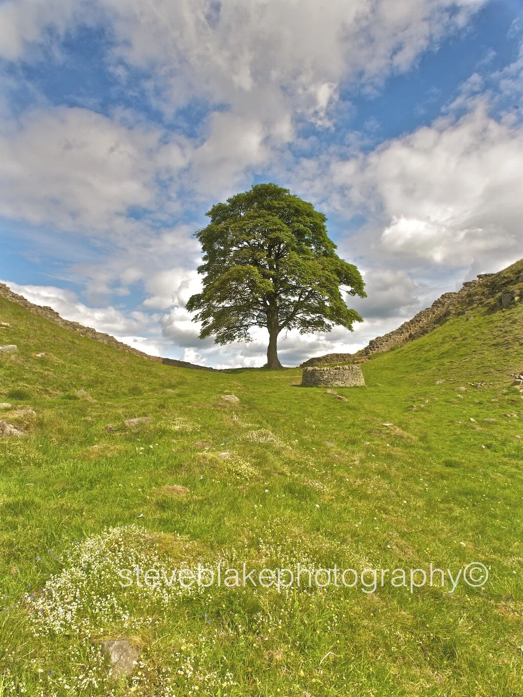 Old and new - Sycamore trees, Hadrian's Wall, Northumberland.jpg