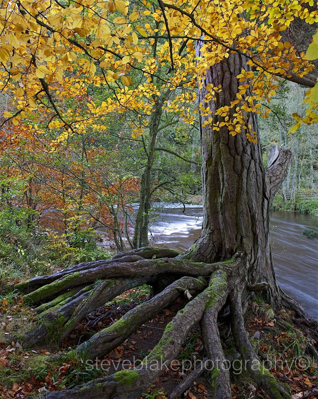 Pine tree roots, Allen Banks, Northumberland.jpg