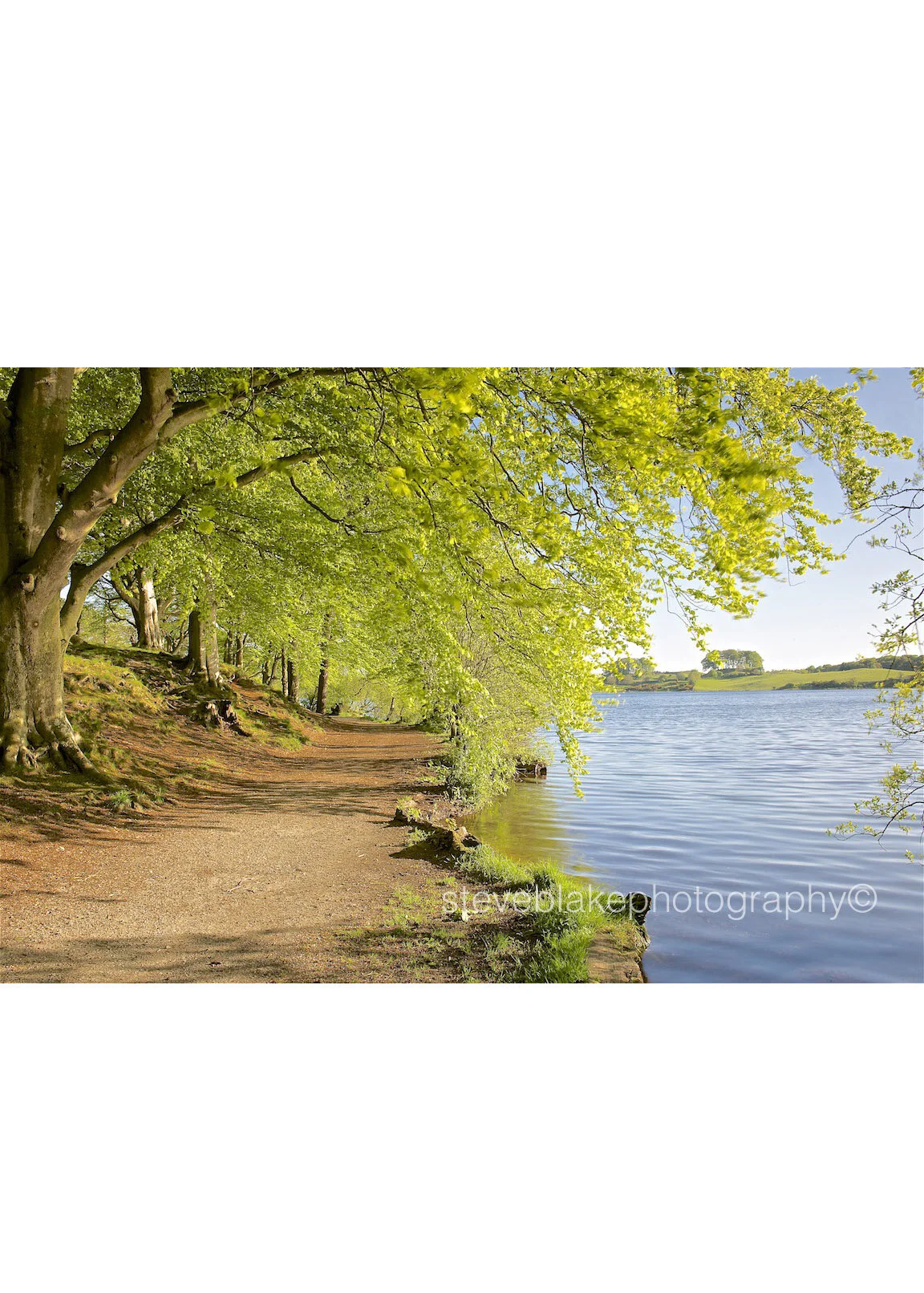 Footpath under spring beech trees, Talkin Tarn, Brampton.jpg