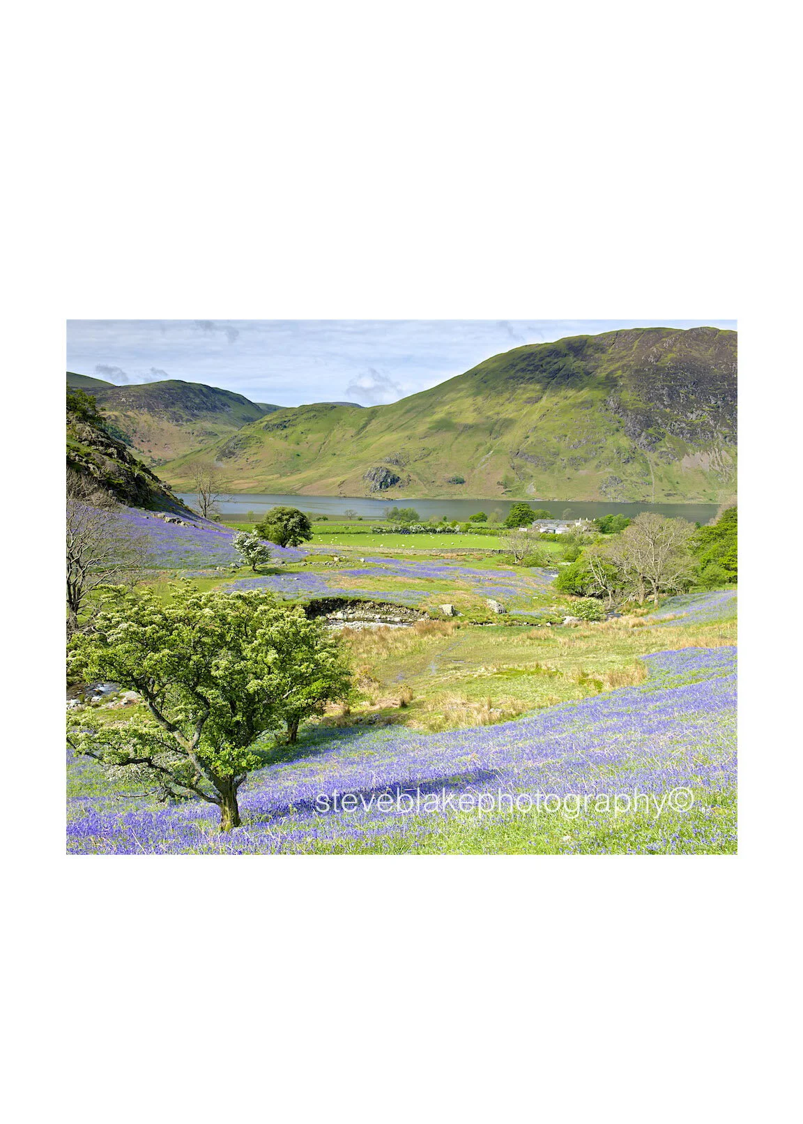 Rannerdale bluebells and Crummock Water.jpg