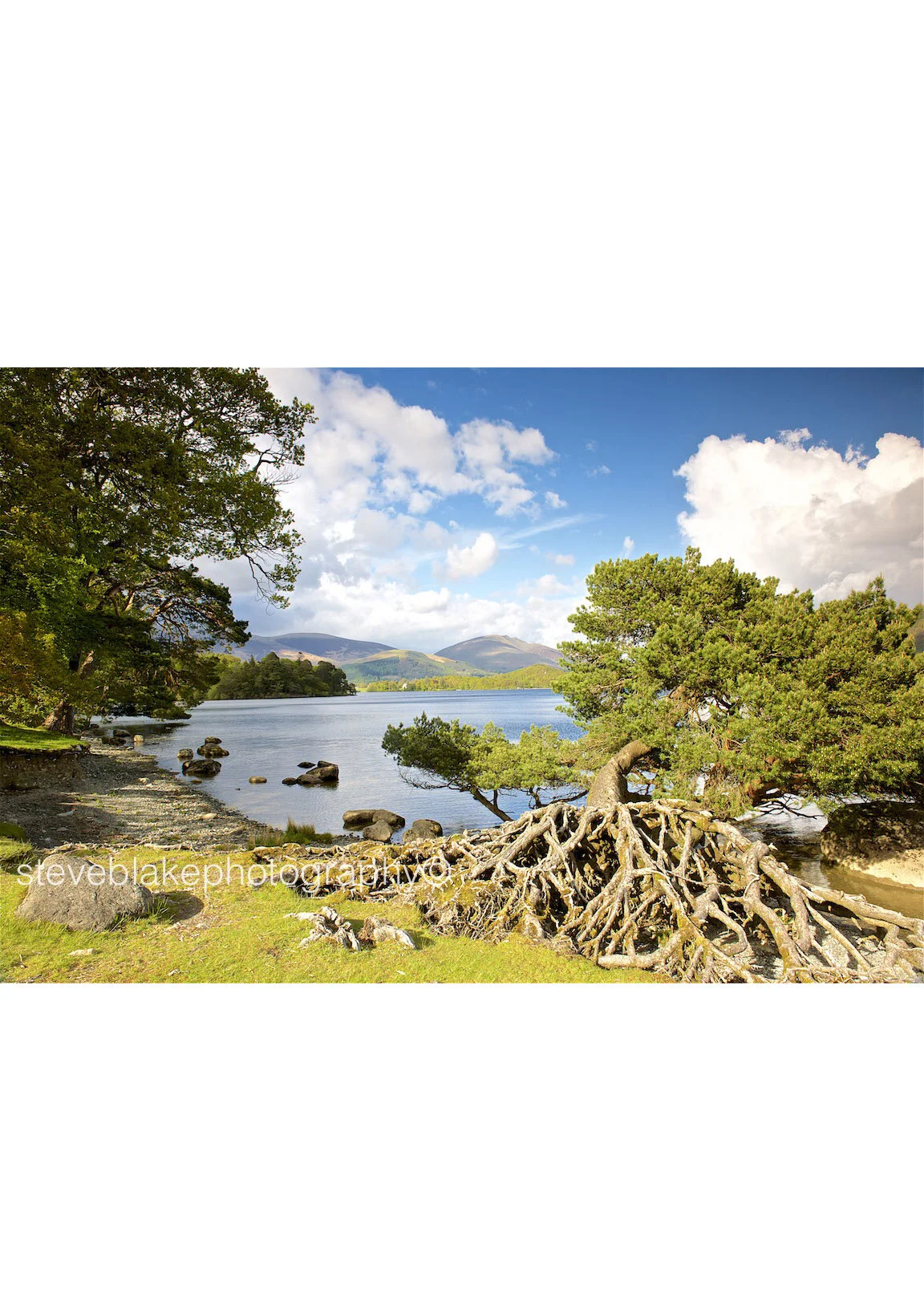 Roots, Otterbield Bay, Derwent Water.jpg