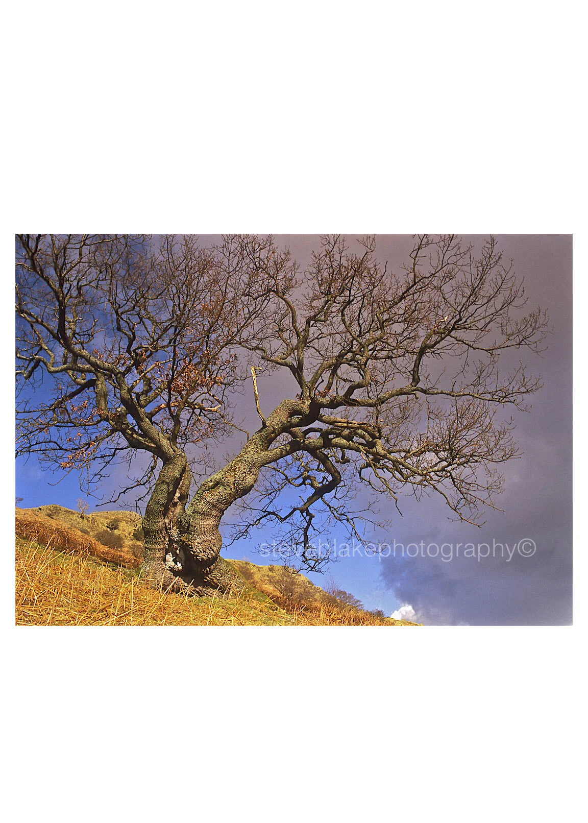 Split tree - Gowbarrow.jpg