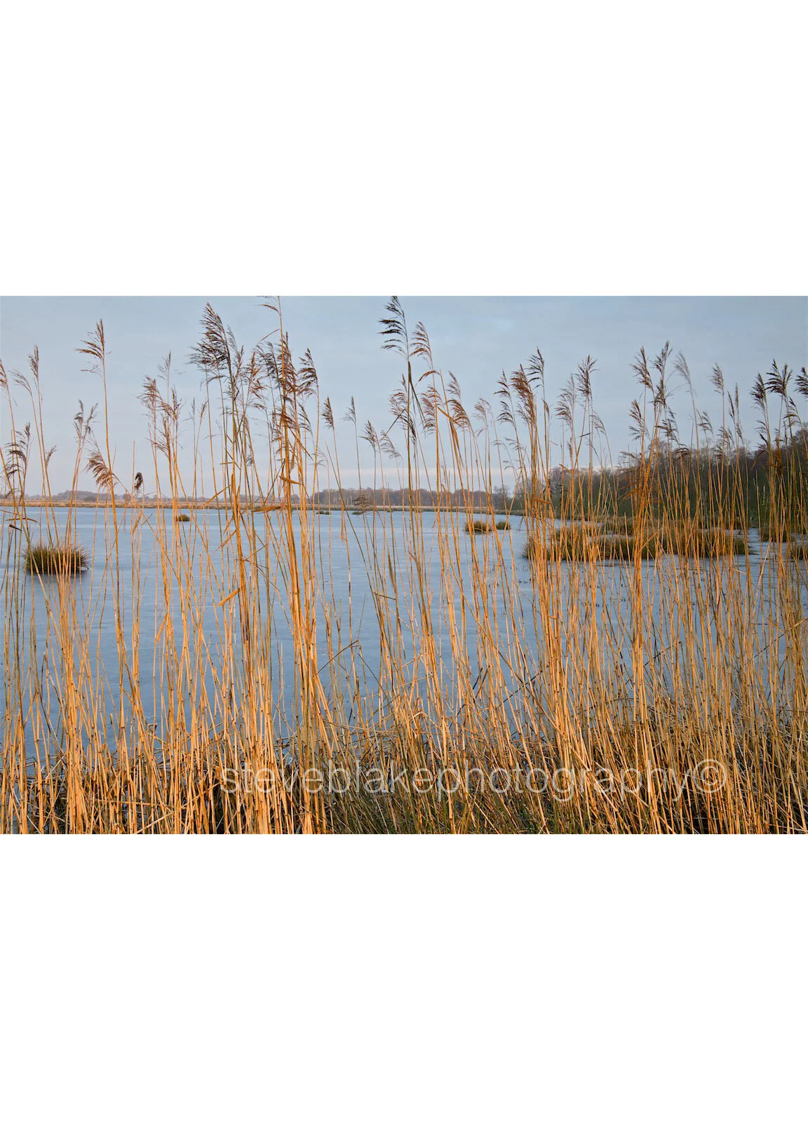 All aglow - reeds at Campfield Marsh.jpg