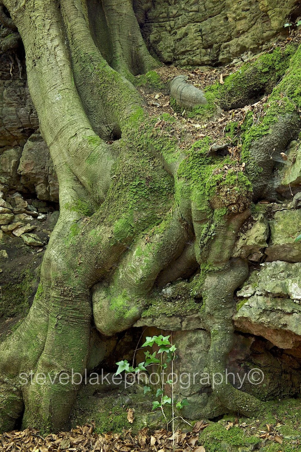 Hold tight - Forest of Dean.jpg