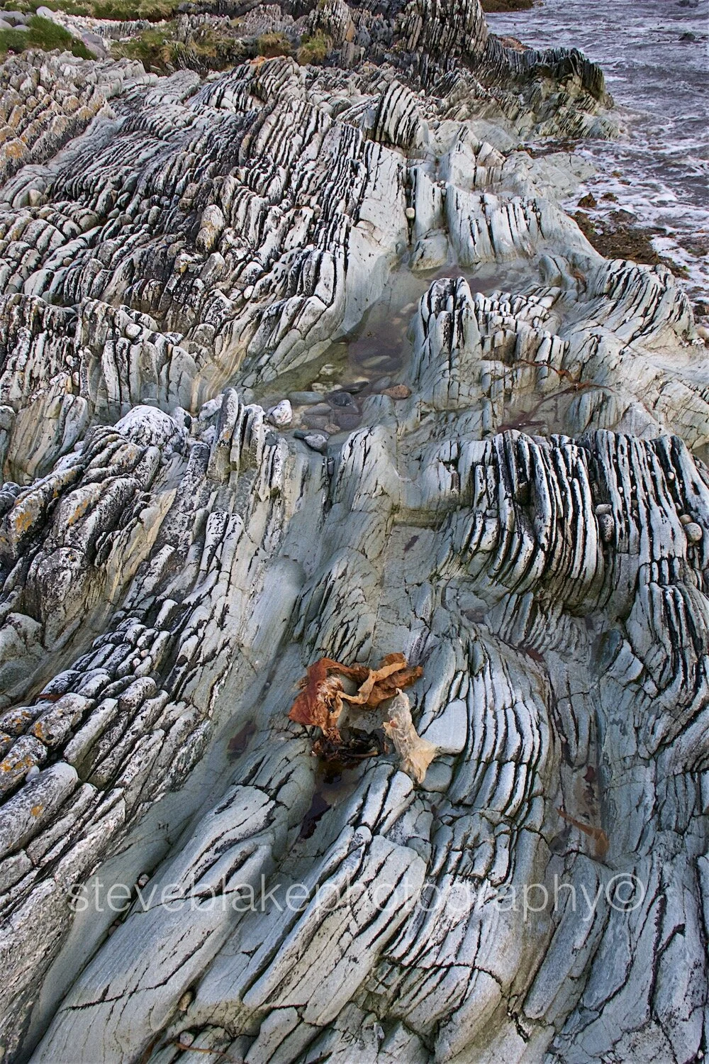 Little mermaid - Dalradian Schist, Isle of Arran.jpg