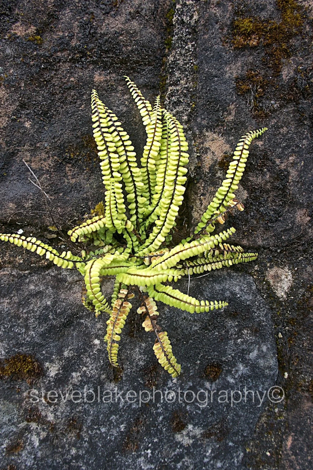 Maidenhair Spleenwort, Arran.jpg