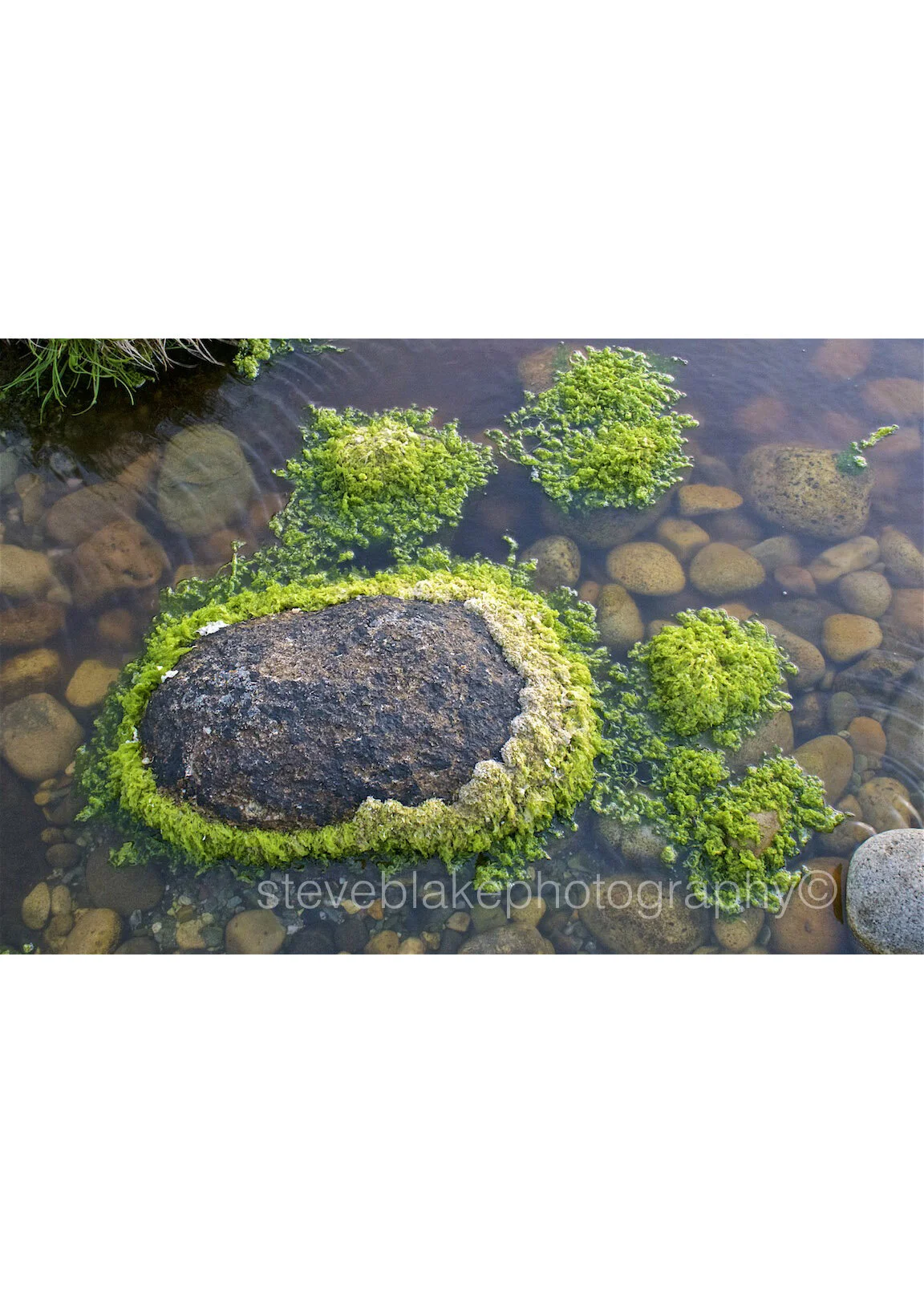 Smothering - weed covered rocks on Arran.jpg