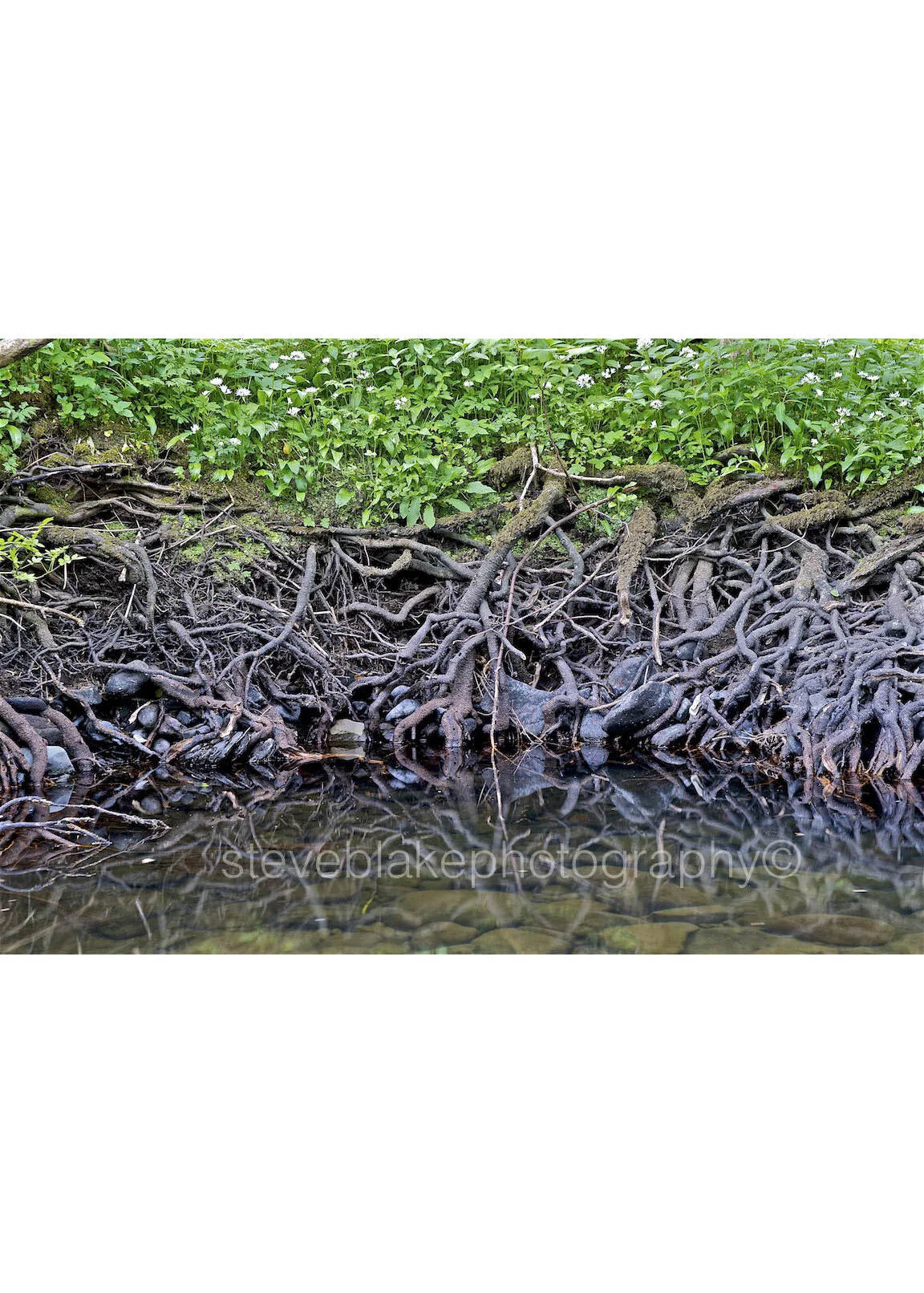 Tangled - roots and wild garlic.jpg