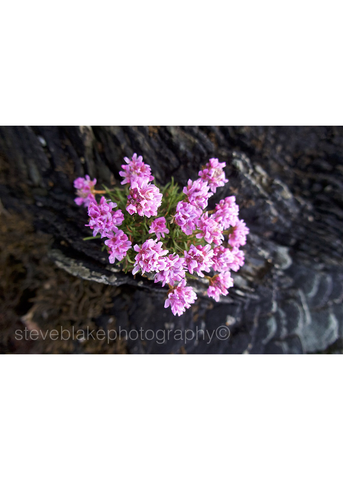 Thrift - Isle of Arran.jpg
