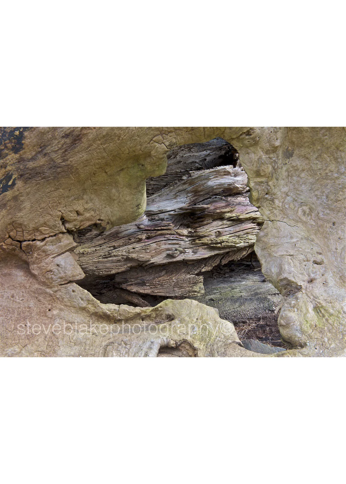 Trick of the eye - woodland sculpture.jpg