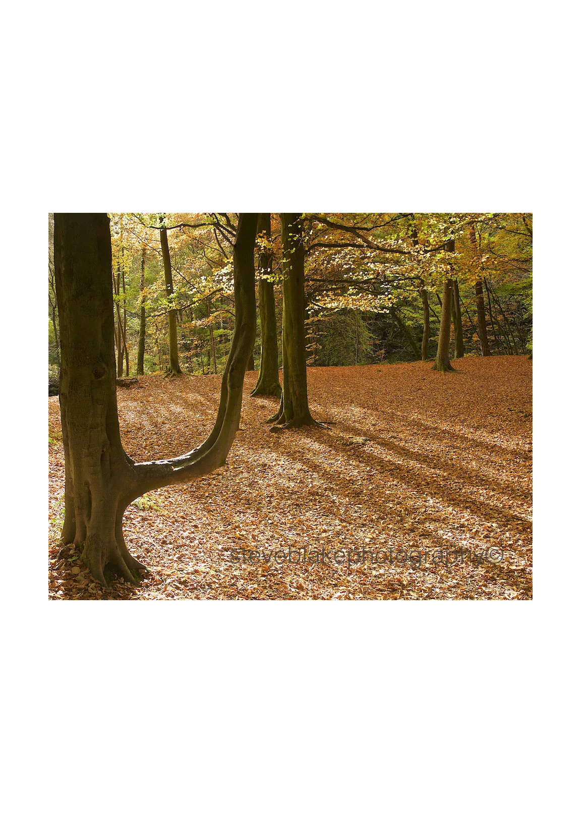 U are Unique - Gelt Woods, Brampton.jpg