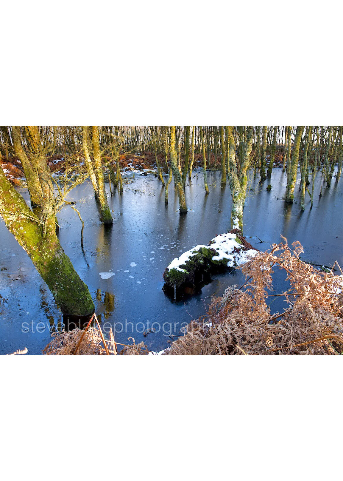 Winter_s stand - Campfield Marsh.jpg