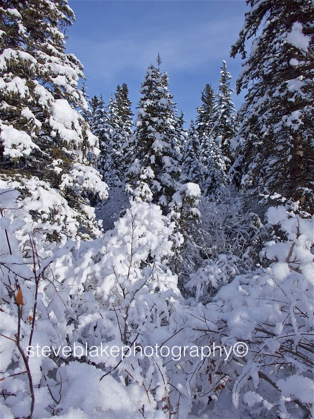 Let it snow - Rocky Mountains, Canada.jpg