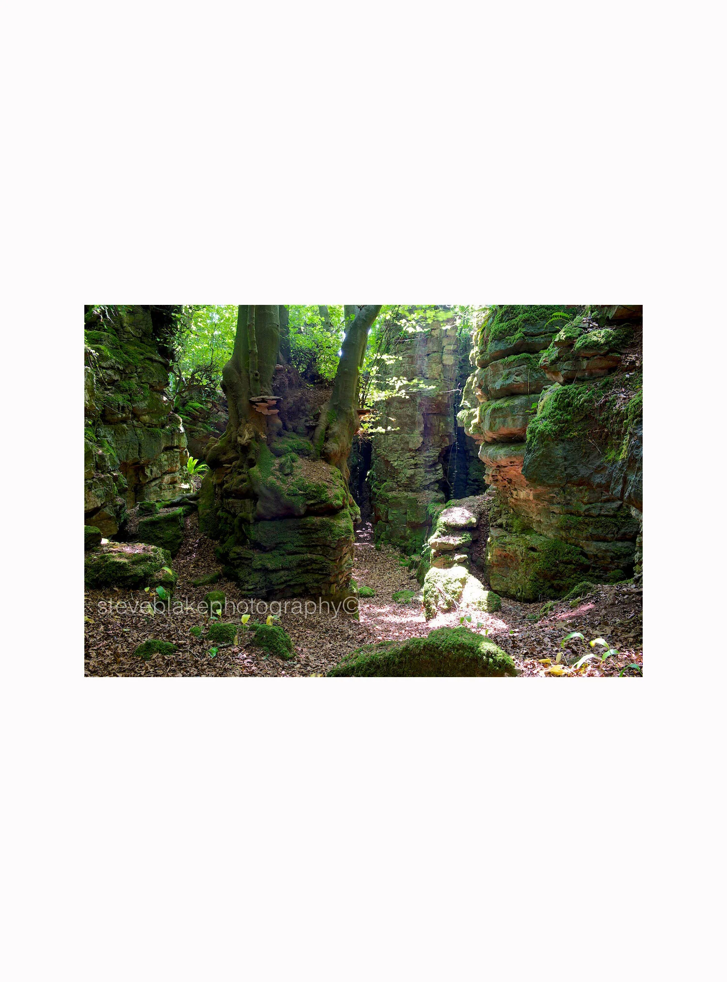 The dream - Forest of Dean.jpg