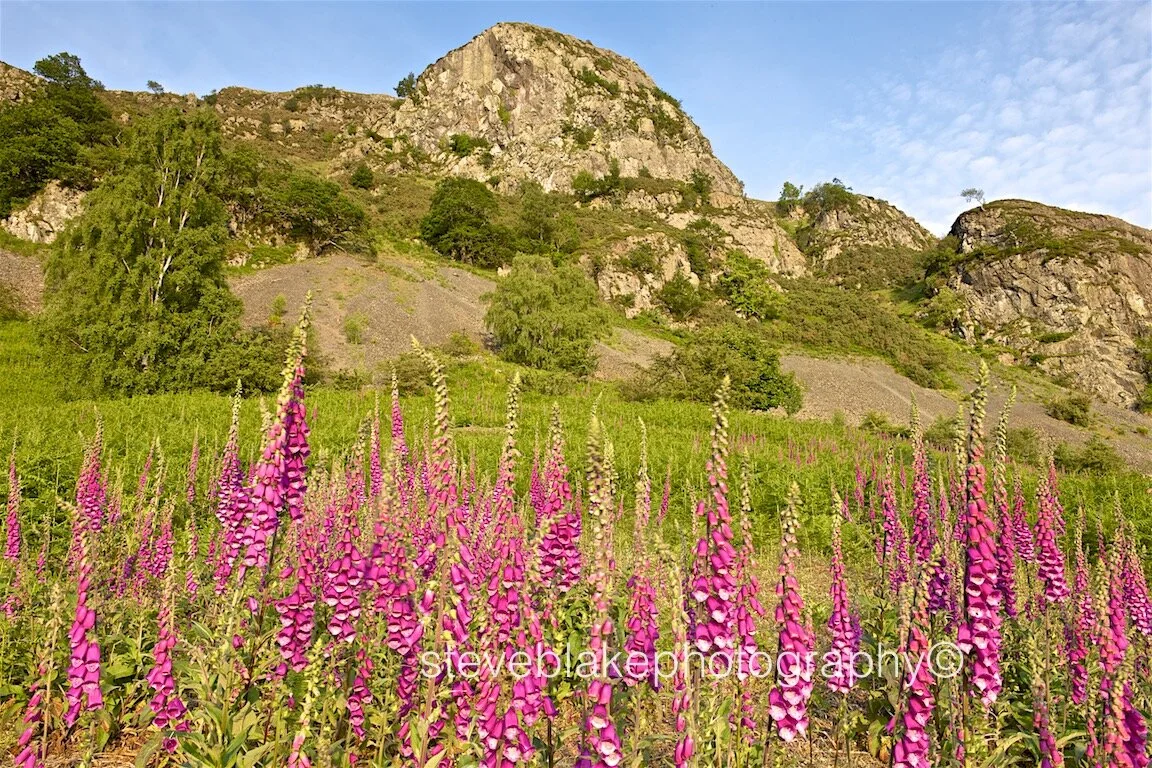 Foxglove and Falcon Crag