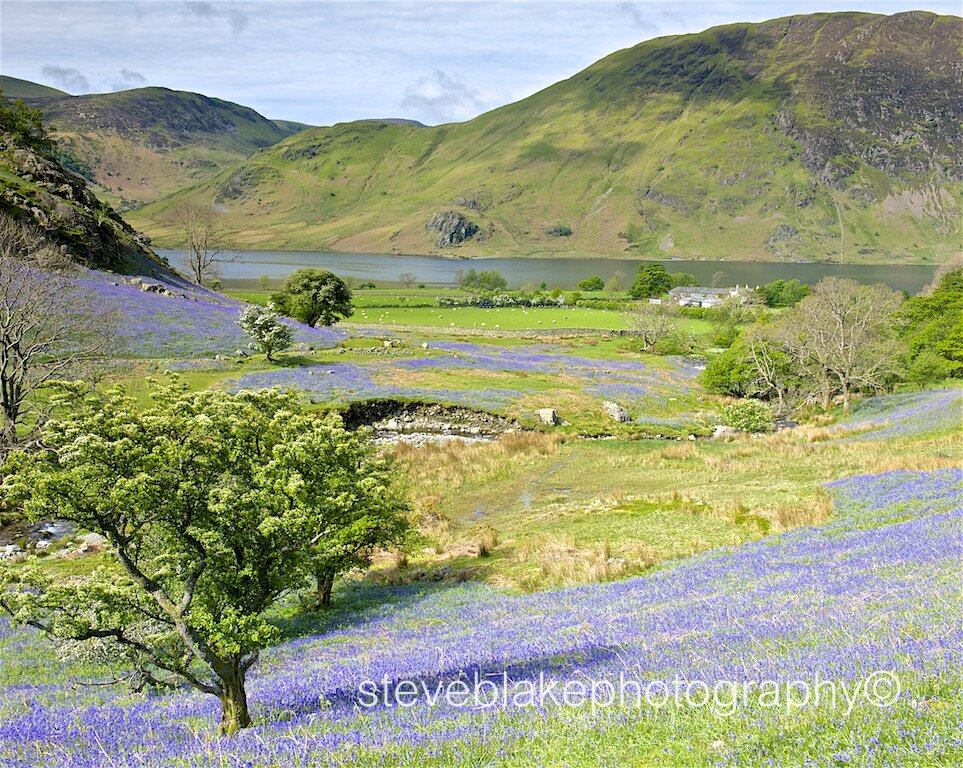 Rannerdale bluebells with Crummock Water
