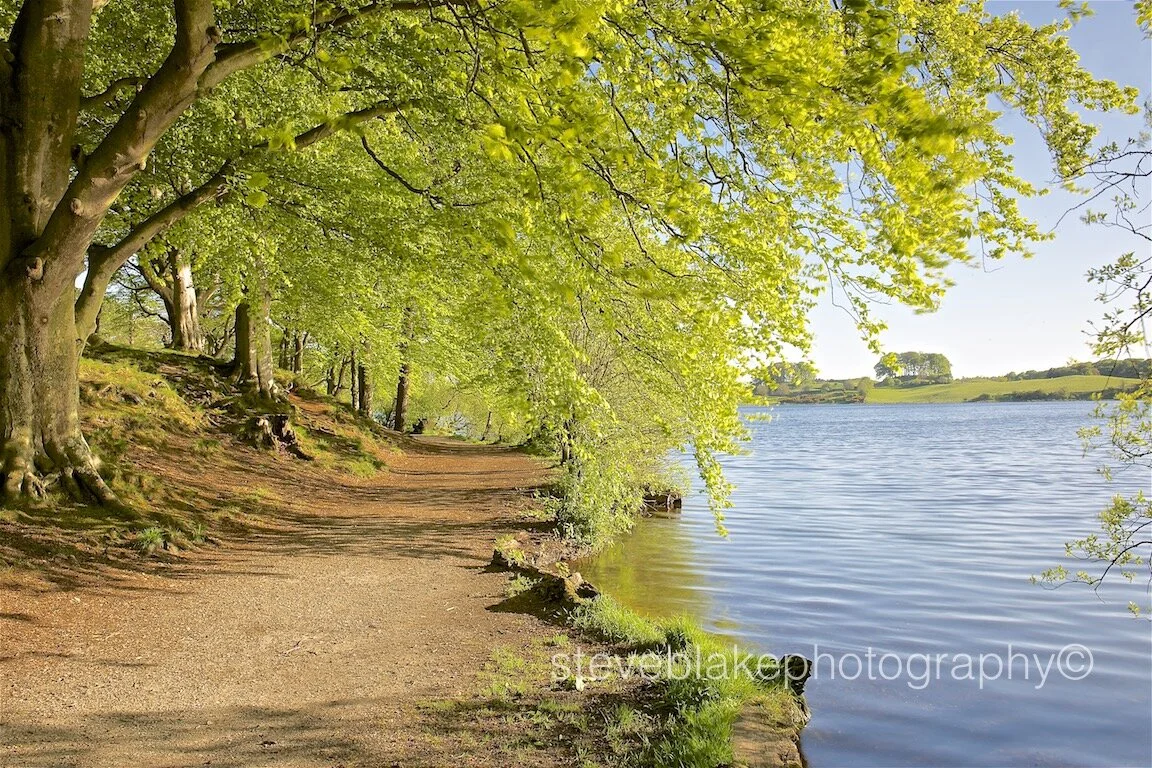Footpath under spring beech trees, Talkin Tarn, Brampton.jpg